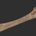 Ancient Fossil Bone With Long Structure And Textured Surface Details 3d model