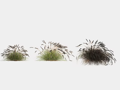 Lush Green and Black Grass with Feathery White Tops in Clusters 3d model