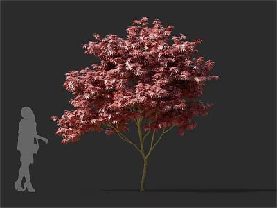 Ornamental Arbor With Lush Red Leaves And Human Silhouette In Outdoor Landscape 3d model