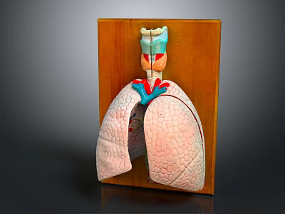 Anatomical Lung Model Displaying Trachea Bronchial Structures On Wooden Backboard 3d model
