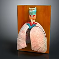 Anatomical Lung Model Displaying Trachea Bronchial Structures On Wooden Backboard 3d model
