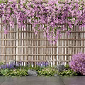Purple Flowering Vines Growing On Wooden Fence With Lush Garden Plants