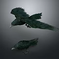 Realistic Black Ravens Flying and Perched with Detailed Feathers in Natural Scene