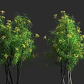 Two Lush Green Shrubs With Yellow Flowers Against Grey Background