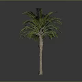Tall Green Palm Tree With Brown Trunk And Lush Foliage In Studio Setting
