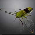 Vibrant Green Yellow Black Insect With Transparent Wings On Dark Background