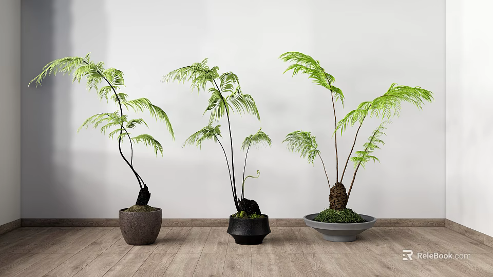 Three Elegant Bonsai Fern Plants In Various Pots On Wooden Floor With White Wall 3d model 