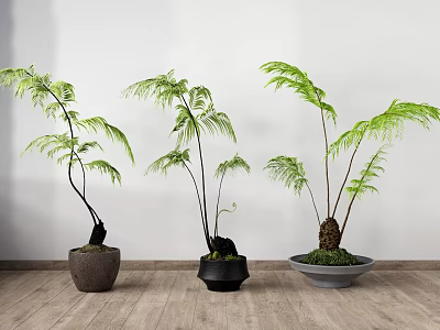 Three Elegant Bonsai Fern Plants In Various Pots On Wooden Floor With White Wall 3d model