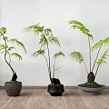 Three Elegant Bonsai Fern Plants In Various Pots On Wooden Floor With White Wall