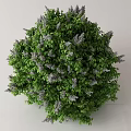 Lush Round Bush With Green Leaves And Vibrant Purple Flowers