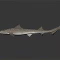Spotted Shark 3D Model With Light Brown Body Dorsal Fins And Reflection On Dark Background 3d model