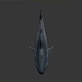 Realistic Shark Model With Sharp Teeth And Detailed Blue Skin Texture