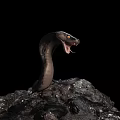 Reptile Snake With Open Mouth On Rock Against Black Background