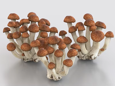 Organic Fresh Clustered Vegetable Mushrooms With Brown Caps And White Stems 3d model