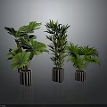 Different Types of Green Potted Plants In Cylindrical Pots Against Gray Background