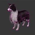 Black and White Border Collie Standing on Shiny Surface With Gray Background 3d model