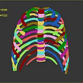 Colorful Human Rib Cage 3D Model Displaying Anatomical Skeletal Organ Structure Details
