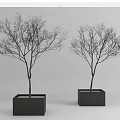 Leafless Arbor Trees In Square Black Planters With Minimalist Gray Background 3d model