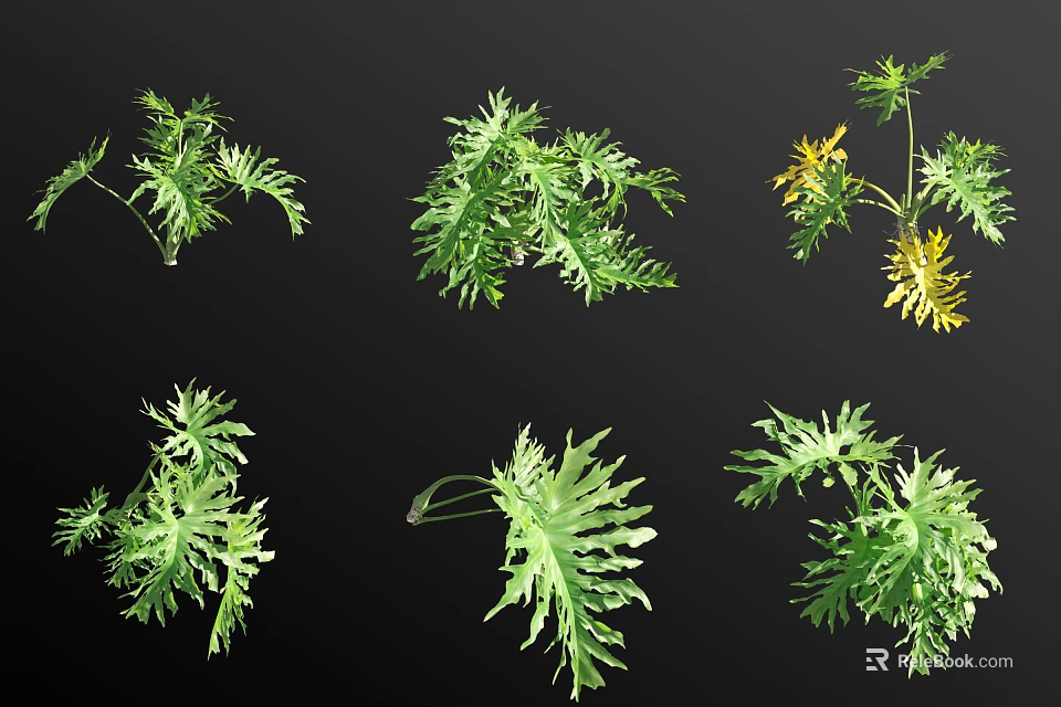 Various Green Plants With Different Leaf Shapes And Natural Foliage 3d model