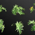 Various Green Plants With Different Leaf Shapes And Natural Foliage 3d model