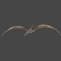 Detailed Pterosaur Model With Open Mouth Extended Wings And Realistic Texture