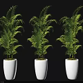 Three Green Palm Potted Plants in White Cylindrical Pots on Black Background 3d model