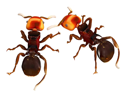 Close Up View Of Two Reptiles With Orange Heads And Dark Bodies 3d model