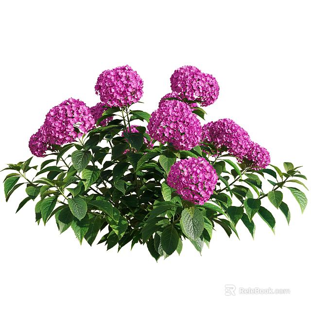 Vibrant Purple Hydrangea Flowers with Lush Green Leaves in Bloom 3d model 