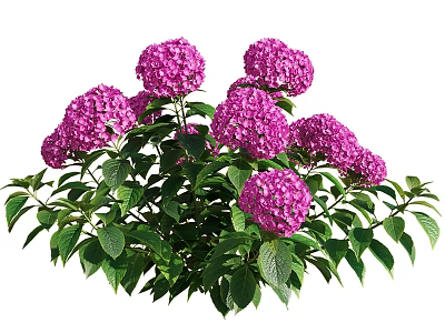 Vibrant Purple Hydrangea Flowers with Lush Green Leaves in Bloom 3d model