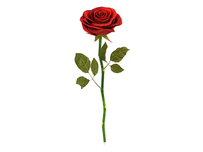 Beautiful Red Rose with Green Stem and Fresh Leaves on White Background 3d model