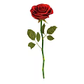 Beautiful Red Rose with Green Stem and Fresh Leaves on White Background