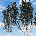 tree roadside tree road greening road greening 3d model