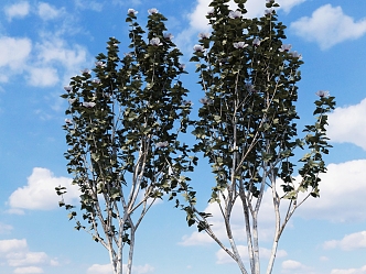 tree roadside tree road greening road greening 3d model