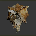 Unique Spiral Conch Shell With Spiked Edges Textured Surface And Brown White Hues