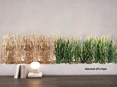 Harvest Crops Themed Potted Plants with Golden Green Crops by Gray Wall with Books Lamp 3d model