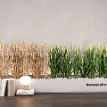 Harvest Crops Themed Potted Plants with Golden Green Crops by Gray Wall with Books Lamp