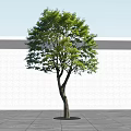Deciduous Tree With Green Leaves And Brown Trunk Against White Wall And Gray Ground
