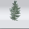 Tall Green Pine Tree With Lush Evergreen Foliage And Full Branches