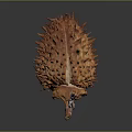 Fresh Spiky Durian Fruit with Brown Outer Shell and Tropical Ripe Appeal