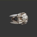 Modern skeleton saber-toothed tiger skull 3d model