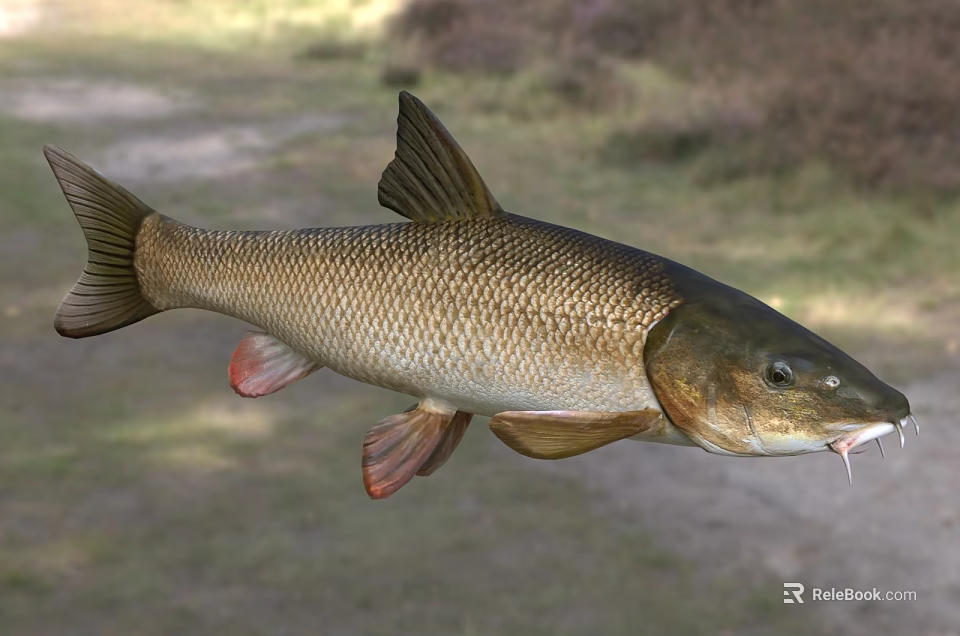 Elongated Freshwater Fish With Brown Scales And Red Fins In Natural Habitat 3d model 