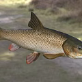 Elongated Freshwater Fish With Brown Scales And Red Fins In Natural Habitat
