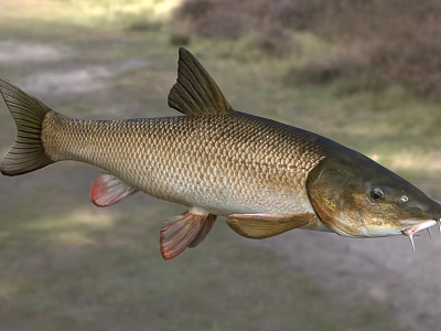 Elongated Freshwater Fish With Brown Scales And Red Fins In Natural Habitat 3d model