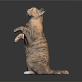 Orange and white cat standing upright on hind legs looking up against dark background