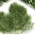 Lush Green Leafy Vines Covering Wall With Fresh Foliage And Twisted Stems
