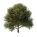 locust tree 3d model