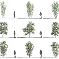 Different Tree Types Illustrated With Human Figures For Size Comparison 3d model