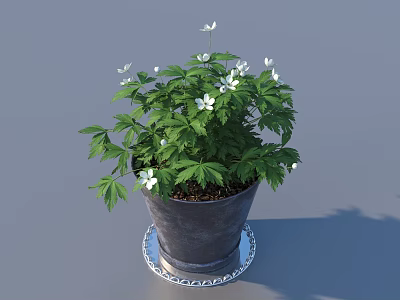 Potted Plant with Green Leaves and White Flowers in Gray Pot on Silver Patterned Tray 3d model