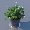 Potted Plant with Green Leaves and White Flowers in Gray Pot on Silver Patterned Tray