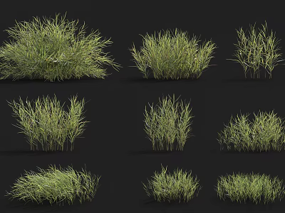 Various Types of Natural Grass Plants with Different Shapes and Green Foliage 3d model